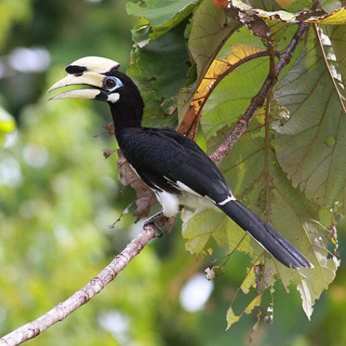 hornbill